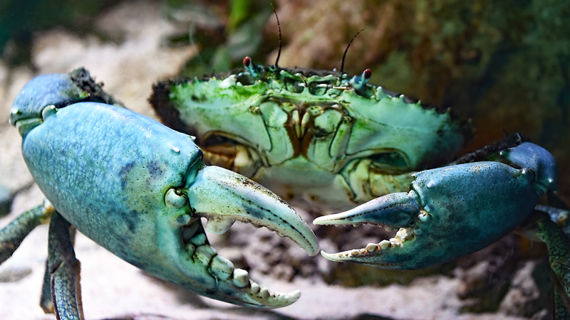 Marine Discovery Centre Bondi Beach